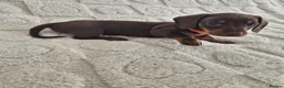 Miniature Dachshund dogs for sale: *KC Reg Miniature Dachshund Puppies available * - Advert 13