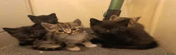 Mixed Breed cats for sale: Kittens for sale  in Wrexham - Advert 19