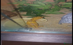 Leopard Gecko reptiles for sale: Female leopard gecko  - Image 6