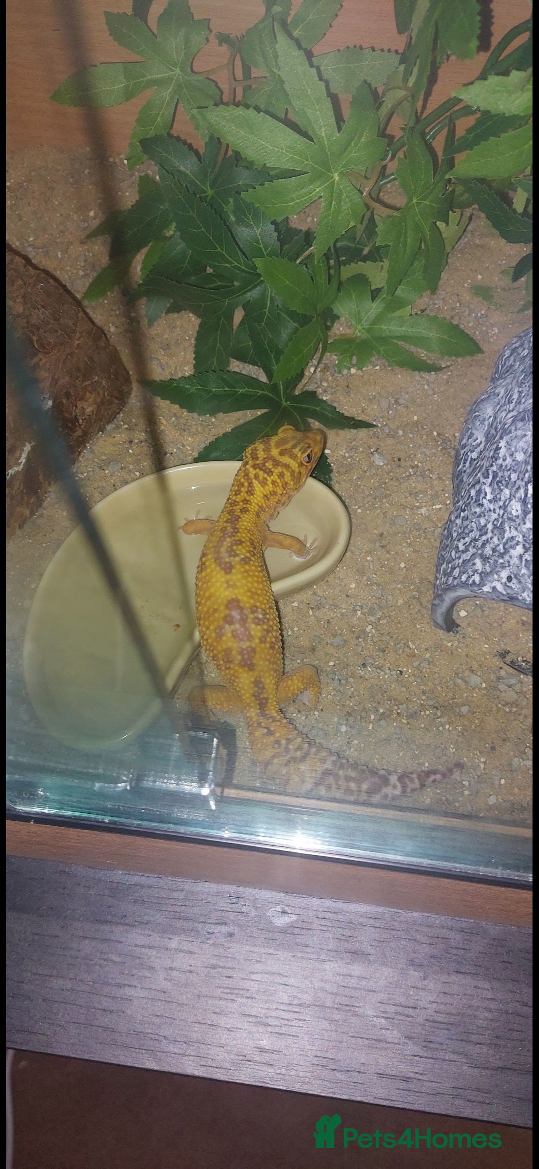Leopard Gecko reptiles for sale: Female leopard gecko  - Image 6