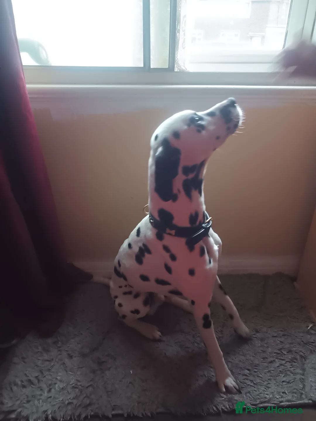 Dalmatian dogs for sale: Pongo - Advert 4