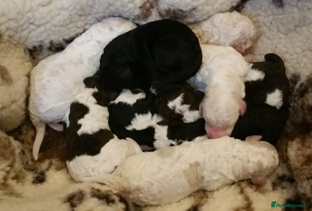 Labradoodle dogs for sale: Curly Coated Hypo-Allergenic Labradoodle Puppies   - Image 4