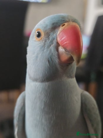 Ringnecks birds - Advert 7