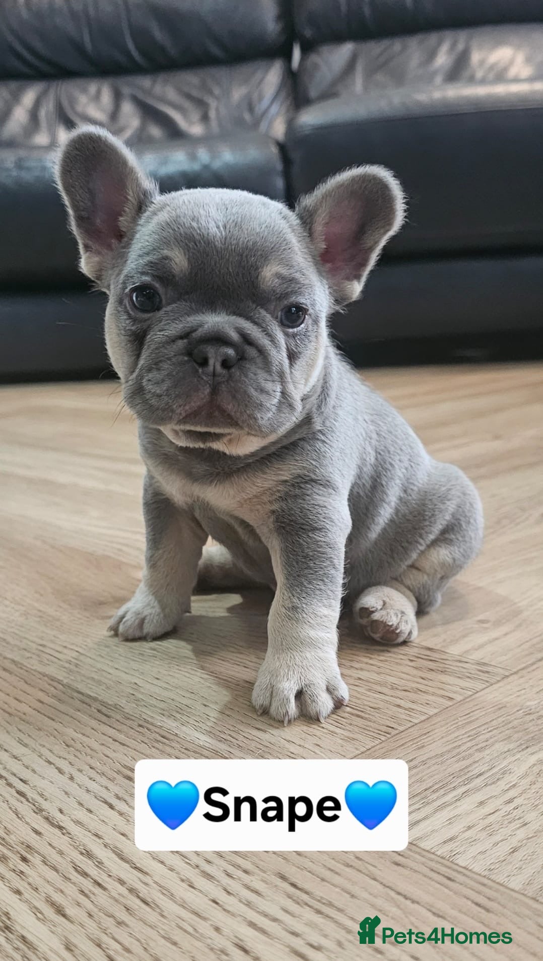 French Bulldog dogs French bulldog pups - Advert 8