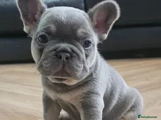 French Bulldog dogs French bulldog pups - Advert 8