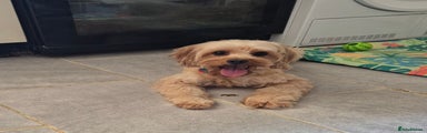 Cavapoo Puppy 7
