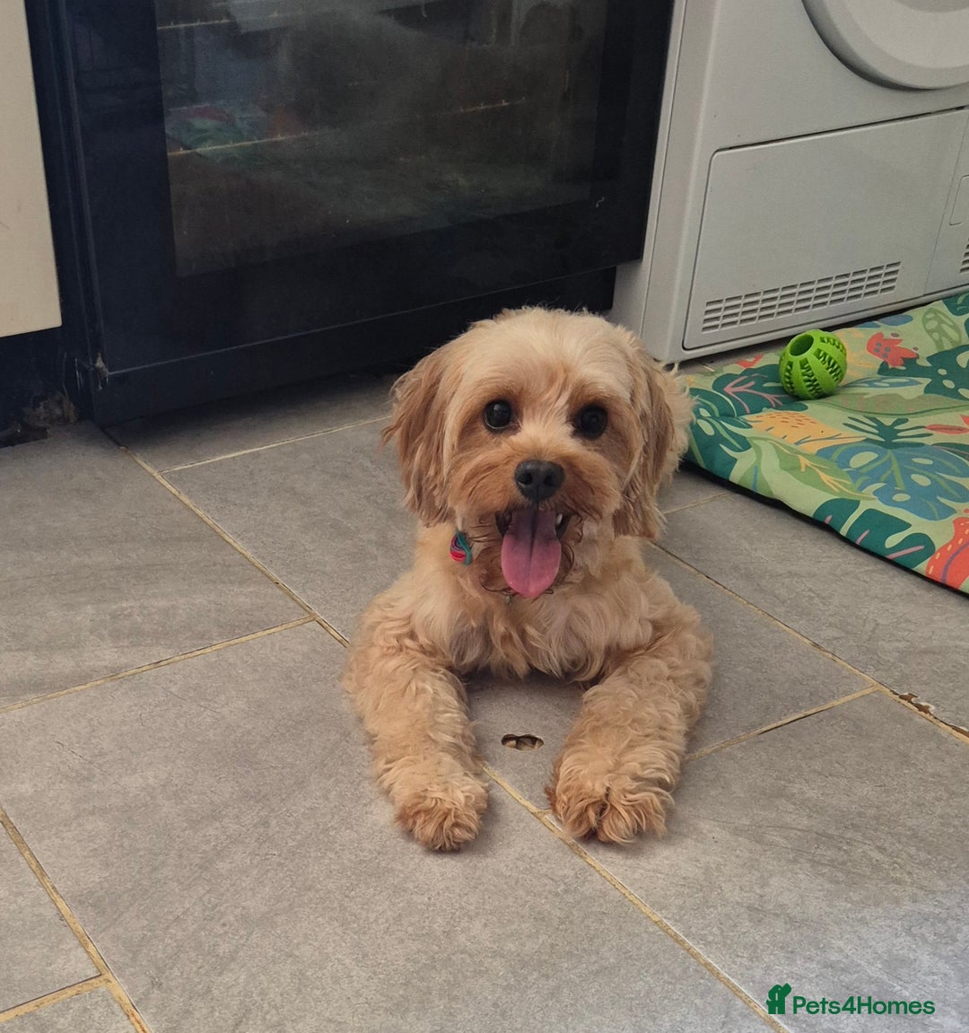 Cavapoo dogs for sale: TINY TOY CAVAPOO HEALTH TESTED  - Advert 15