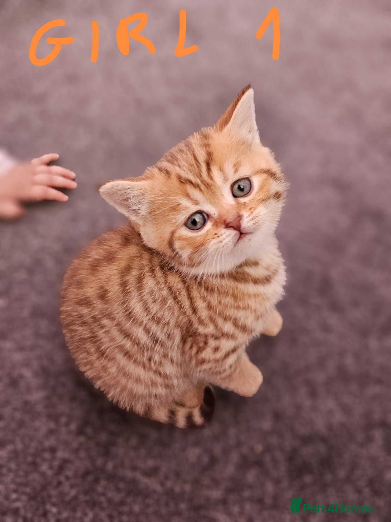 Scottish Fold cats 5 Beautiful Scottish Kittens Ready for Homes 🐾 - Advert 2