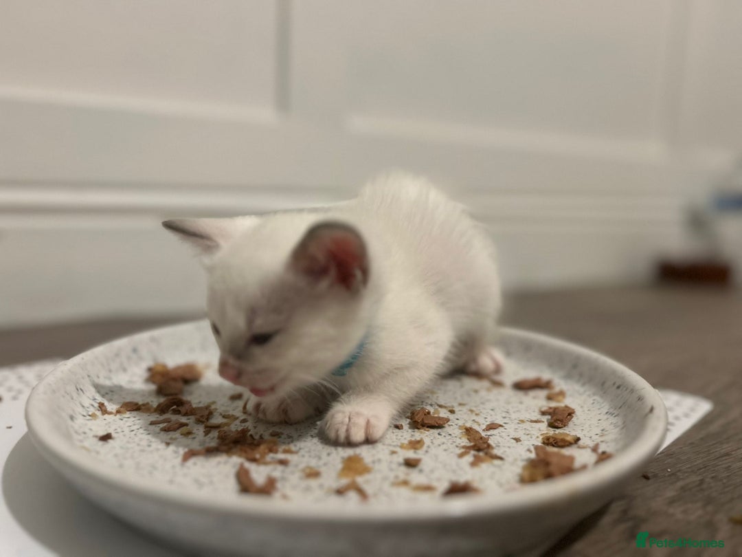 Ragamese cats for sale: Ragamese lilac kittens - Image 10