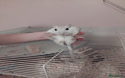 Gerbil rodents for sale: 3males gerbils and set up  - Advert 4