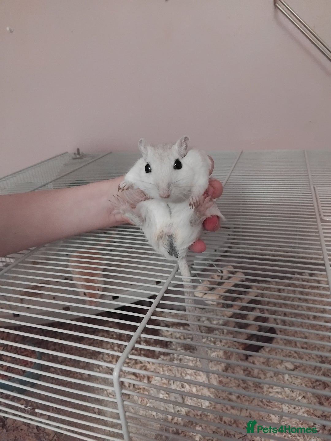 Gerbil rodents for sale: 3males gerbils and set up  - Advert 4