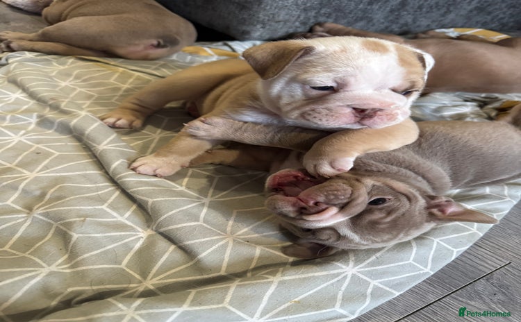 English Bulldog dogs - Advert 8