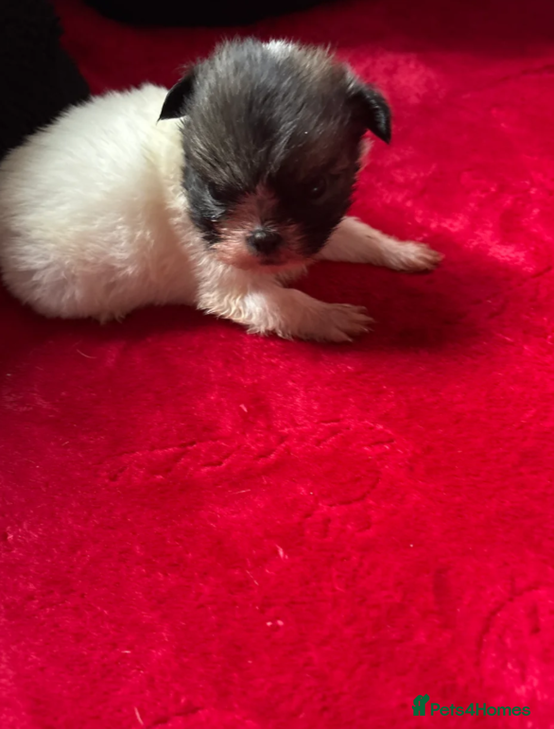 Shih Tzu dogs for sale: Shih Tzu - Advert 7