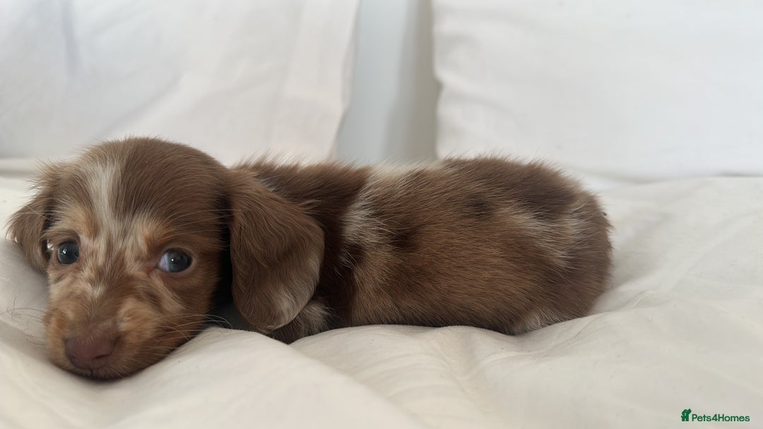 Miniature Dachshund dogs for sale: 🐾Mini long haired dachshunds🐾 - Advert 17