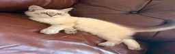 Siberian cats for sale: Pure Siberian Neva Masquerade  - Advert 5