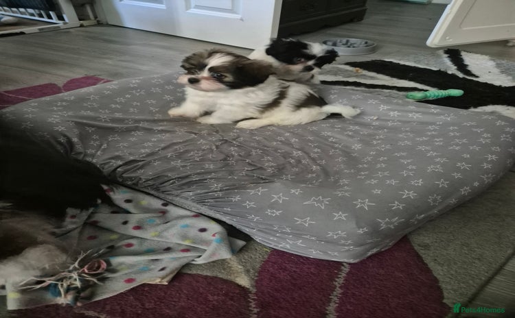 Mixed Breed dogs 2 adorable Havanse x japanese chin puppies  - Advert 7
