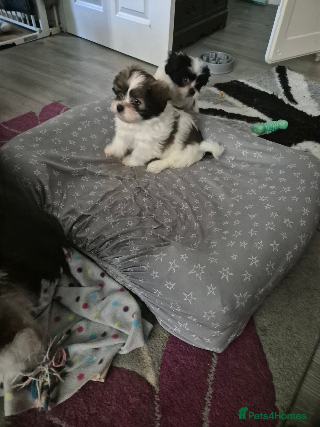 Mixed Breed dogs for sale: 2 adorable Havanse x japanese chin puppies  - Image 4