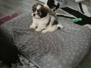 Mixed Breed dogs 2 adorable Havanse x japanese chin puppies - Advert 7