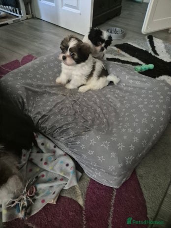 Mixed Breed dogs 2 adorable Havanse x japanese chin puppies - Advert 7