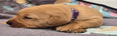 Labrador Retriever Puppy 7 Purple