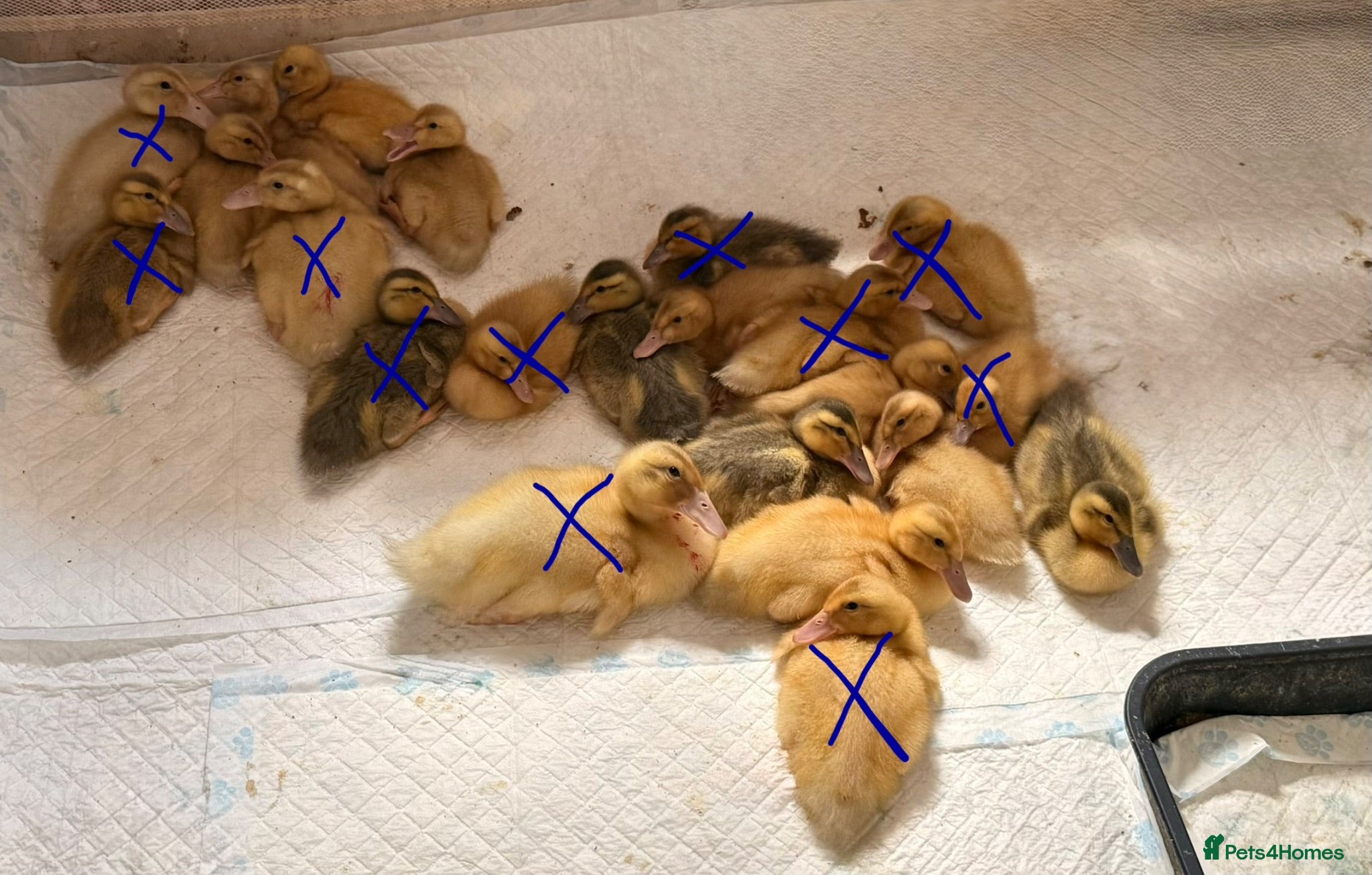 Ducks poultry 🐣 Ducklings! 🐣 - Advert 16