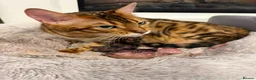Bengal cats for sale:  STUNNING TICA REGISTERED BENGAL QUEEN NALA 🤎🐆 - Advert 3