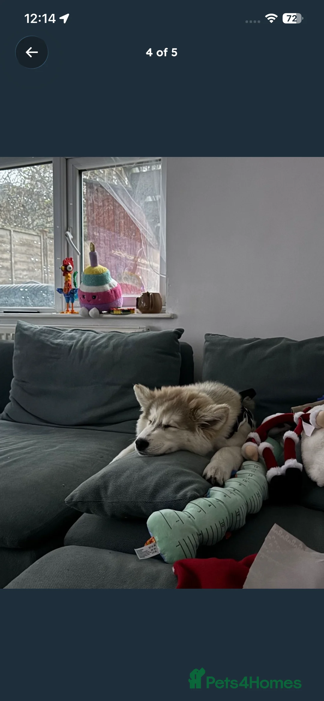 Siberian Husky dogs for sale: Siberian Husky  in London - Advert 3