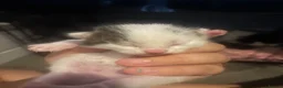 Mixed Breed cats for sale: 3 kittens for sale  in Worcester Park - Advert 8