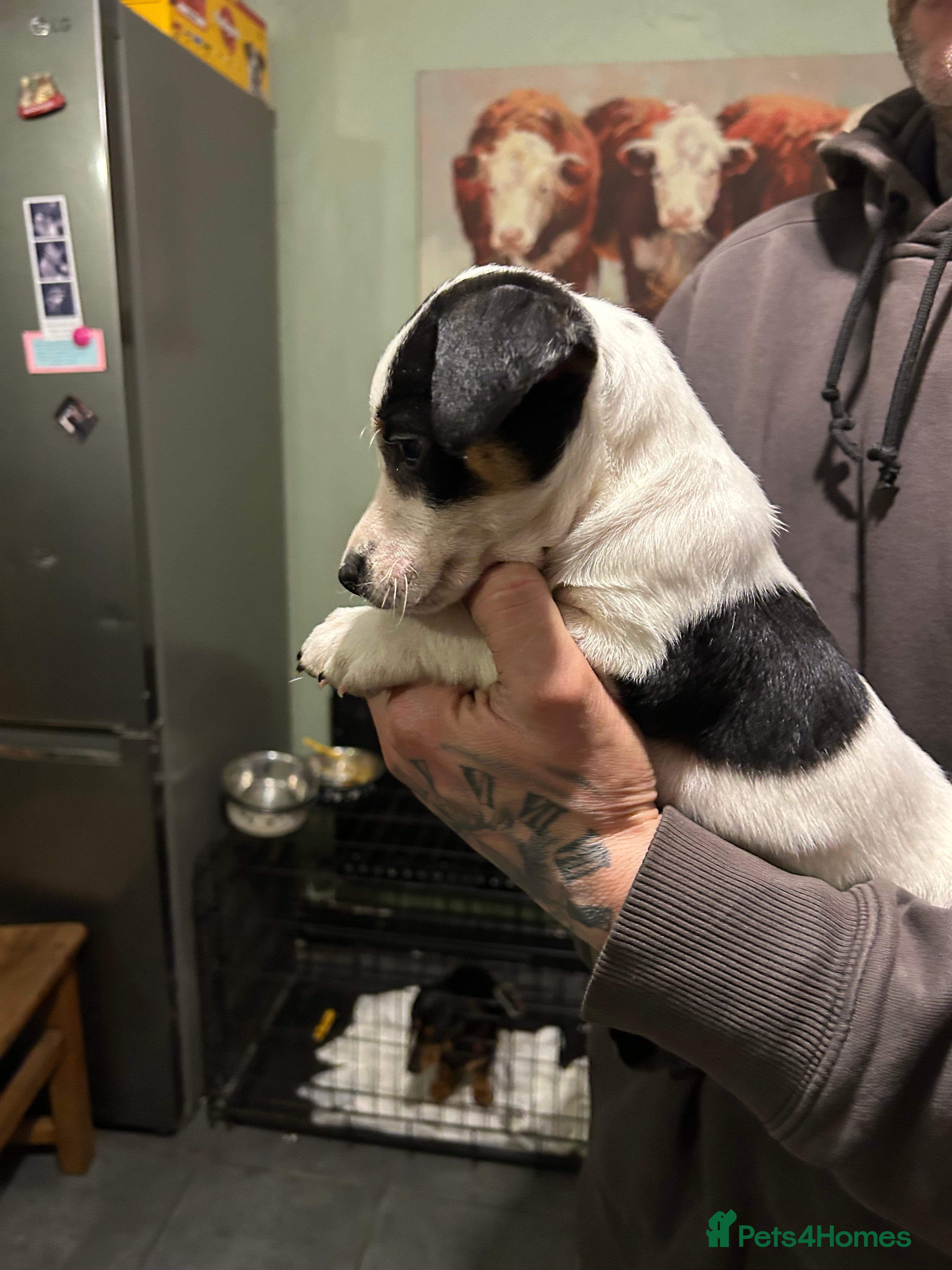 Jack Russell dogs Jack Russell Puppies  - Advert 1