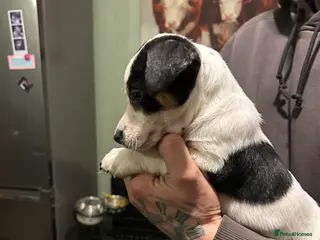 Jack Russell dogs Jack Russell Puppies - Advert 1