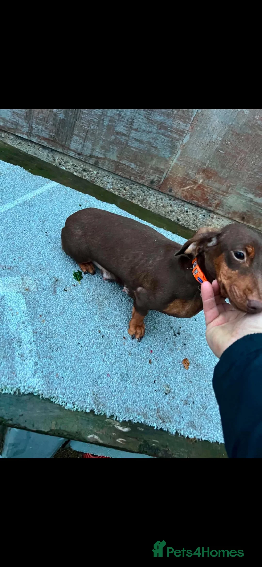 Dachshund dogs for sale: Dachshund in Pontefract - Advert 10