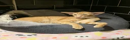 Oriental cats for sale: Pedigree Oriental male kittens  - Advert 6