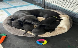 Labrador Retriever dogs for sale: Equal parts adventure and sofa buddies (Labradors) - Image 34