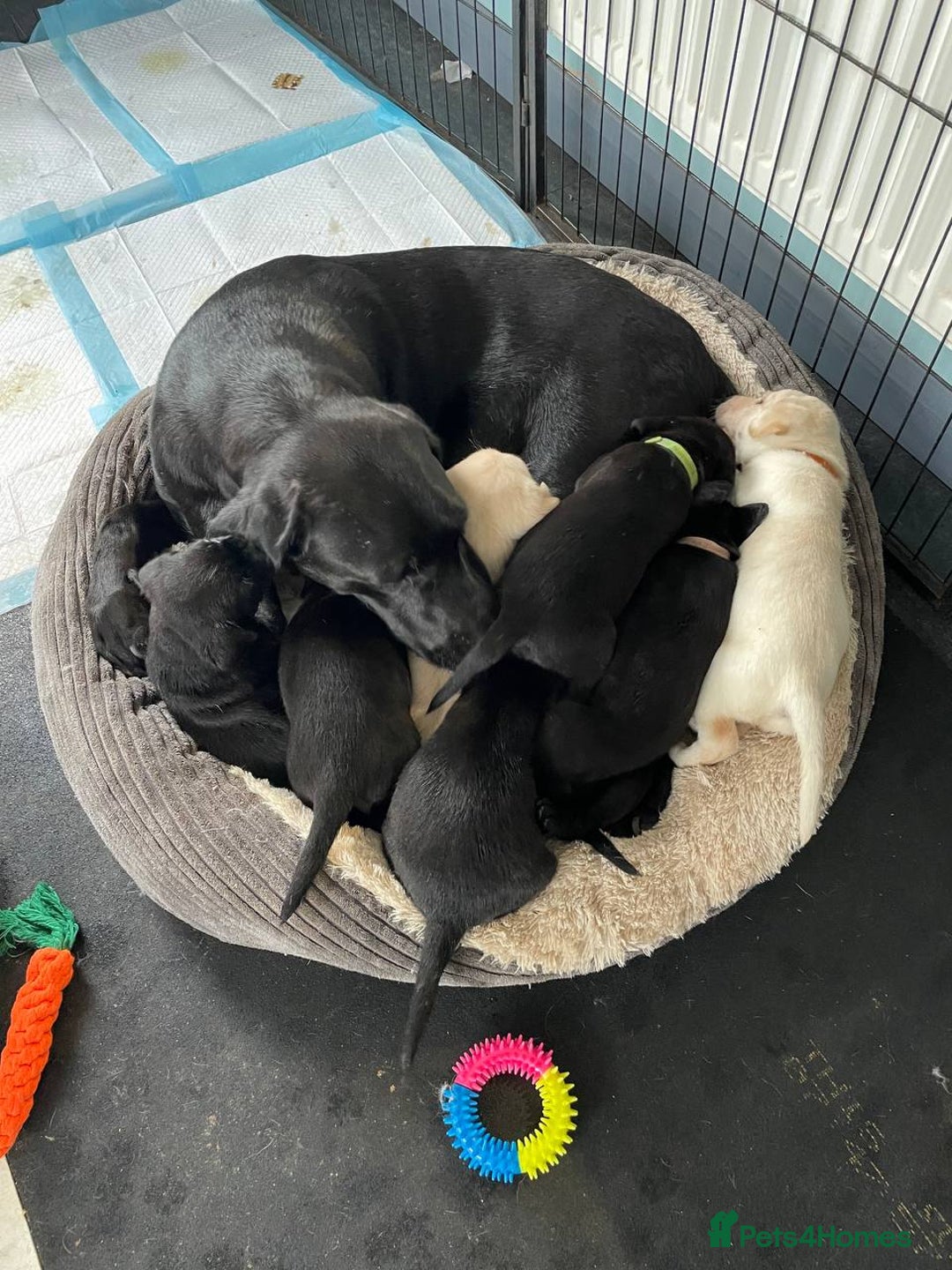 Labrador Retriever dogs for sale: Equal parts adventure and sofa buddies (Labradors) - Image 34