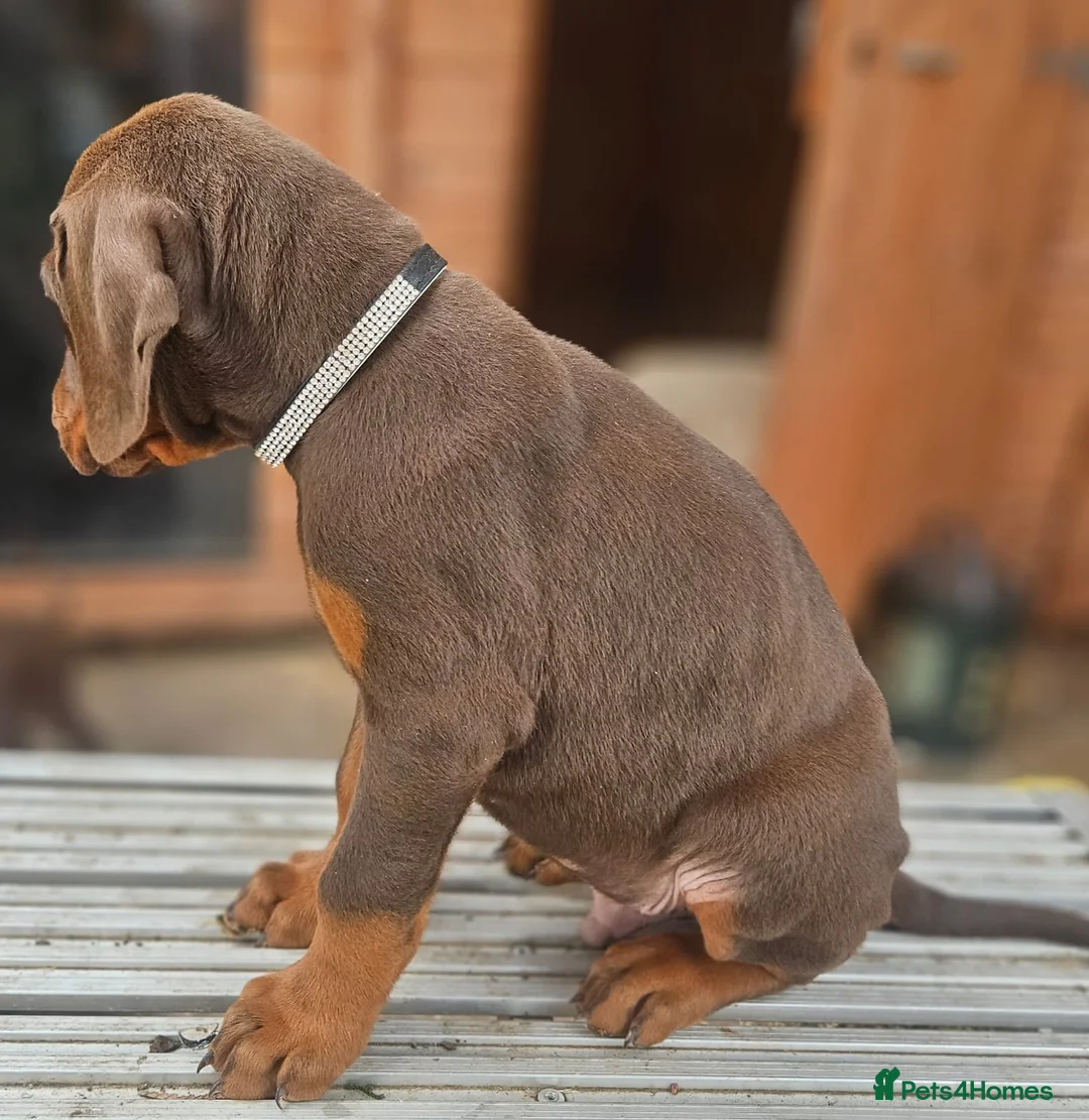 Dobermann dogs for sale: 🔥Ready now Top Quality 🏆 KC Registered pup's 🐾 - Advert 37