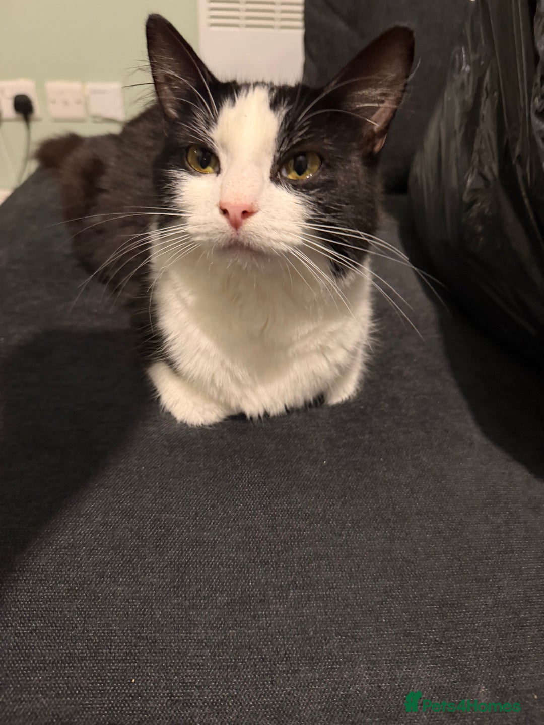 Mixed Breed cats for sale: Mixed Breed Female  - Advert 2