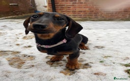 Miniature Dachshund dogs for sale: Looking for a 5 star home - Image 8