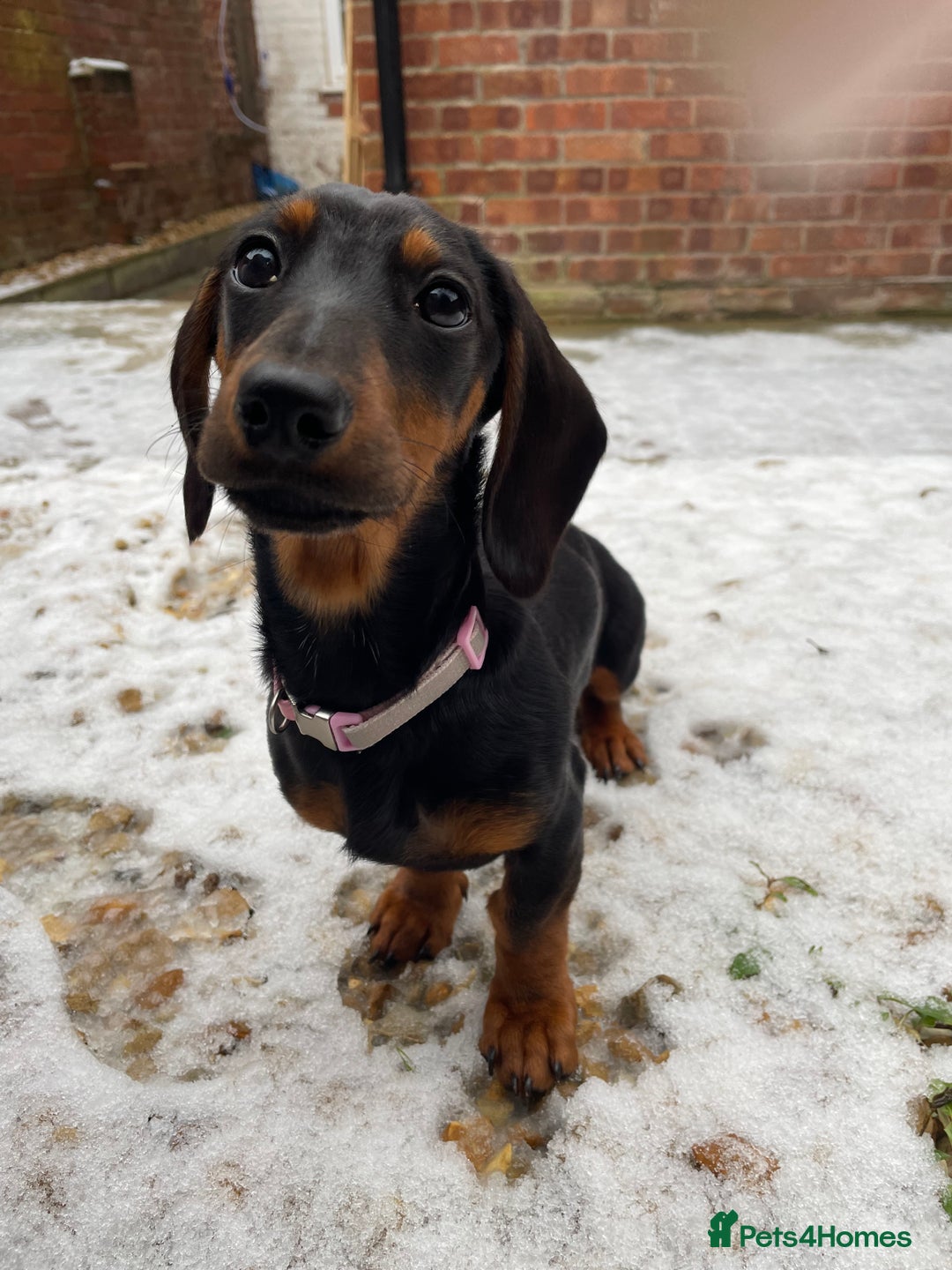 Miniature Dachshund dogs for sale: Looking for a 5 star home - Image 8