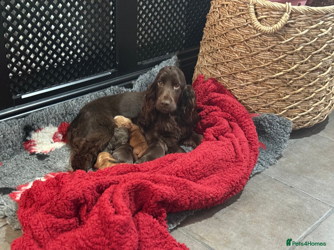 Cocker Spaniel dogs for sale: Show cocker spaniels  - Advert 1