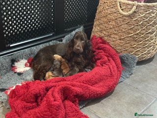 Cocker Spaniel dogs Show cocker spaniels - Advert 7