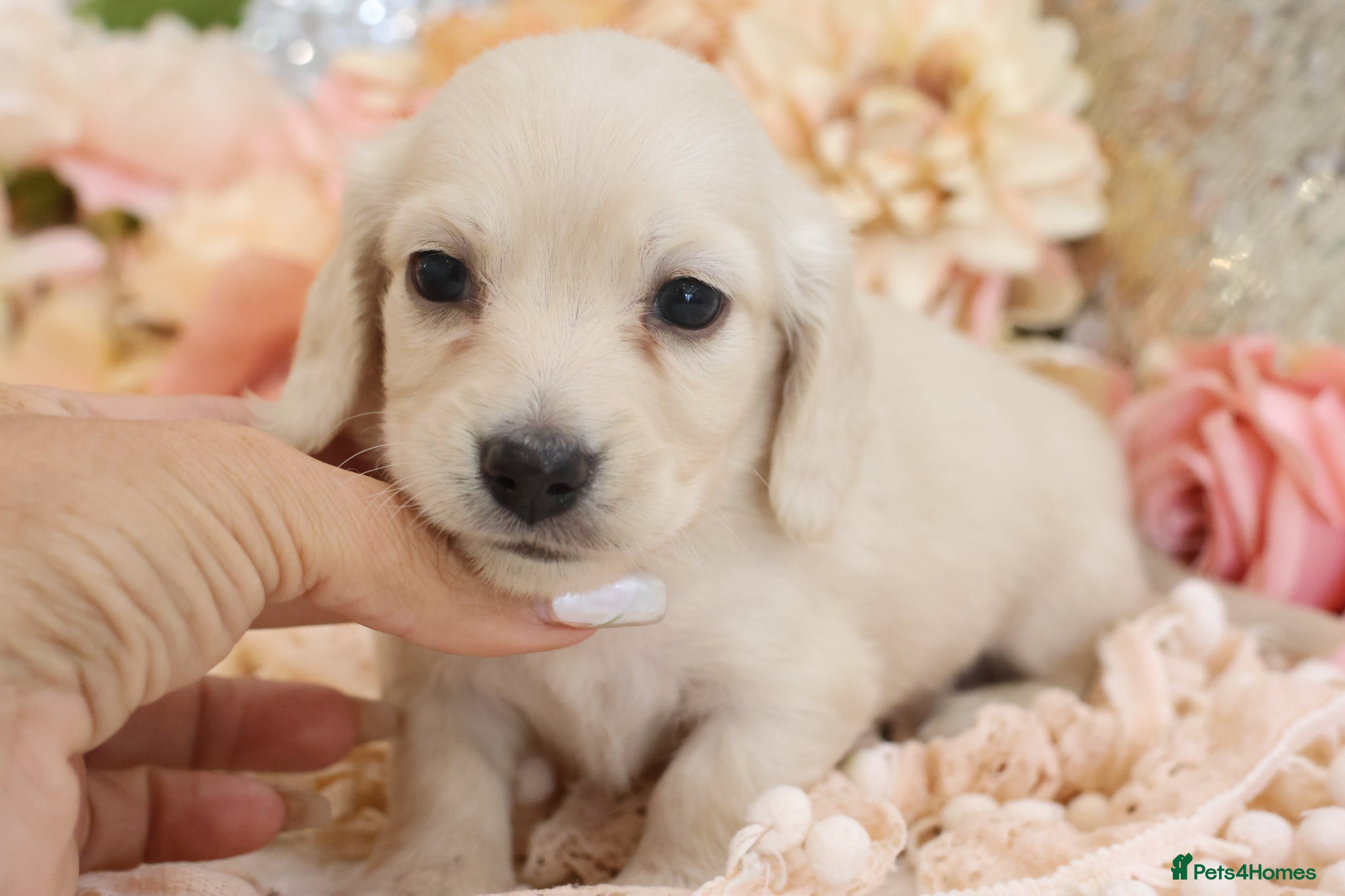 Miniature Dachshund dogs KC Cream Longhair Miniature Dachshund Puppies - Advert 4