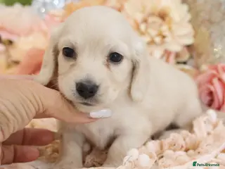 Miniature Dachshund dogs KC Cream Longhair Miniature Dachshund Puppies - Advert 4