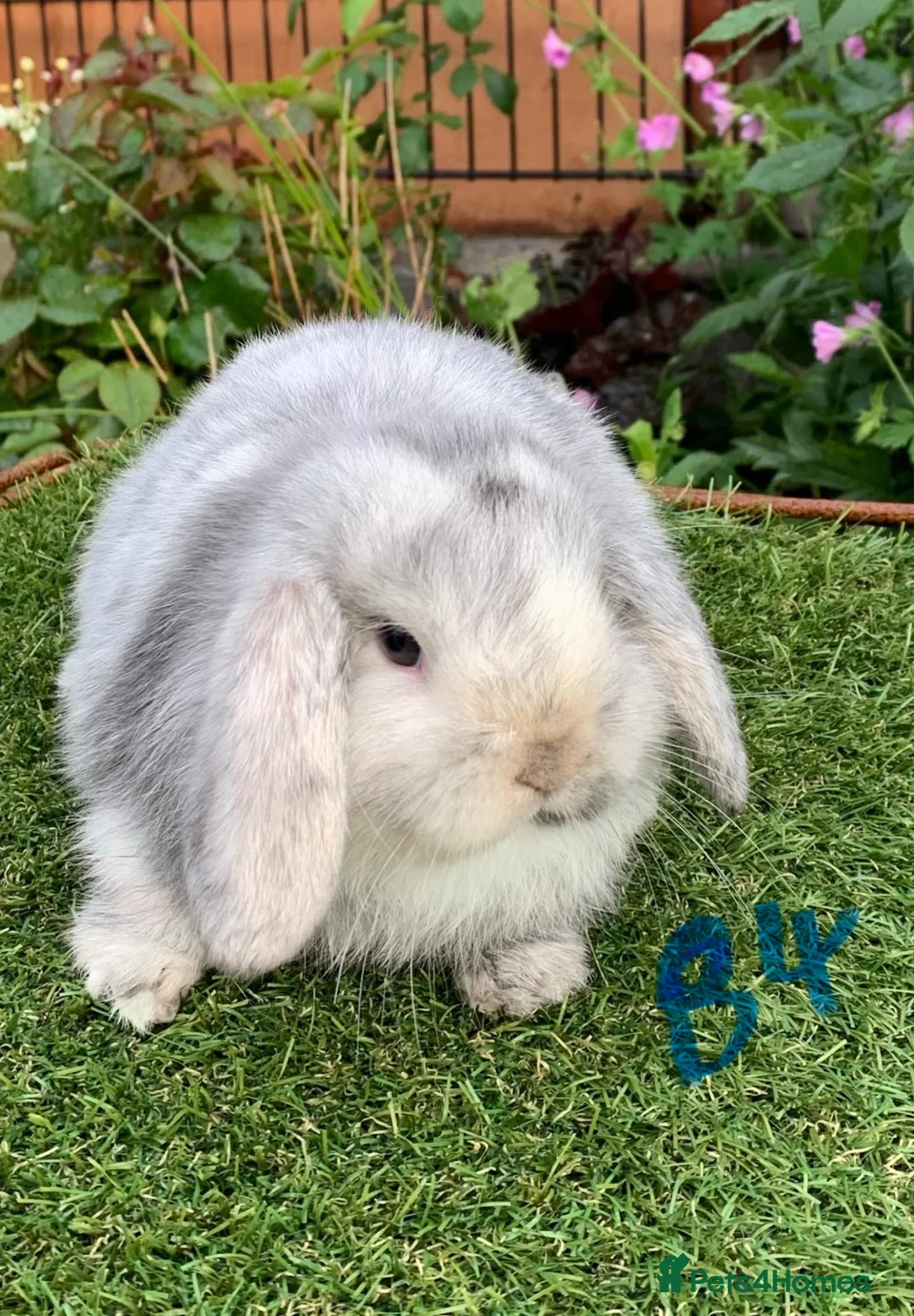 Mini Lop rabbits for sale: Pure bred mini lops baby Rabbits. - Advert 2