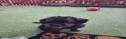 Mixed Breed dogs for sale: Frenchiepoo rehome in Kings Langley - Advert 3
