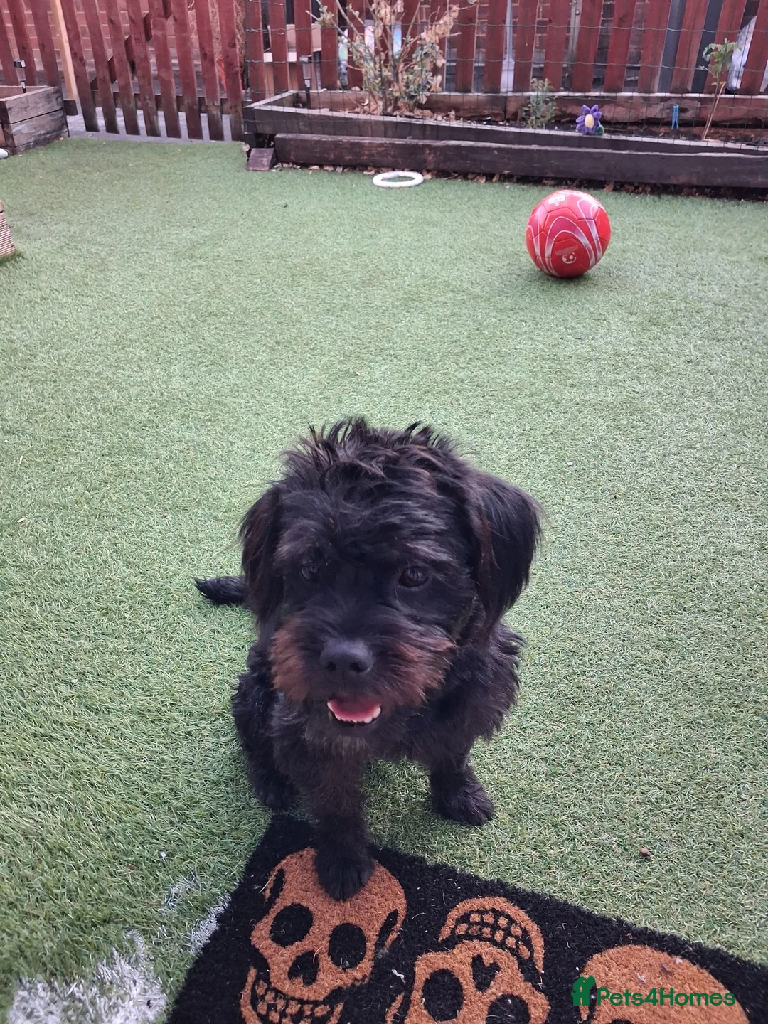 Mixed Breed dogs for sale: Frenchiepoo rehome in Kings Langley - Advert 3