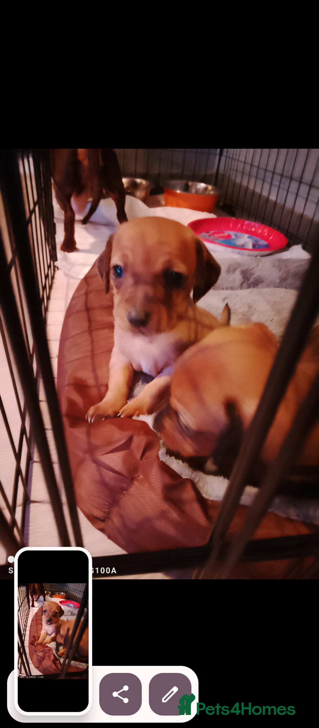 Dachshund dogs for sale: Last 2 dachshund boys for homes - Advert 7