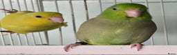 Mixed Breed birds for sale: Stunning Baby Parrotlets available now!!! - Advert 2