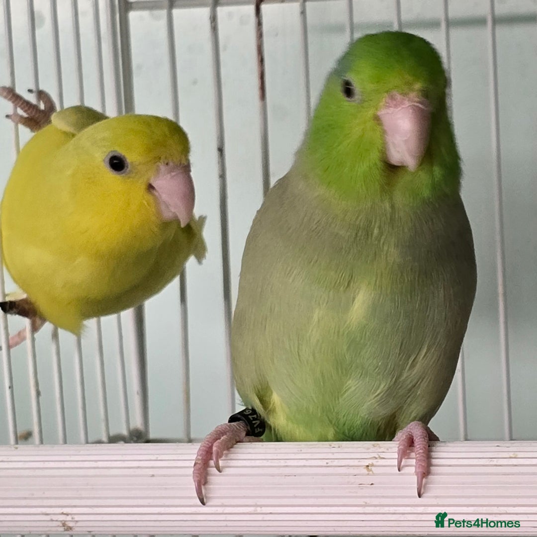 Mixed Breed birds for sale: Stunning Baby Parrotlets available now!!! - Advert 2