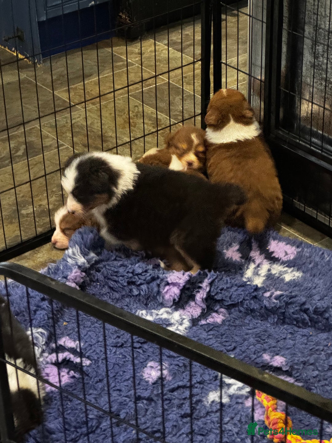 Australian Shepherd dogs for sale: Fully health tested KC registered Aussie shepherd - Advert 3