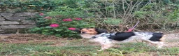 Brittany Spaniel dogs for adoption: Reyna in Consett - Advert 3
